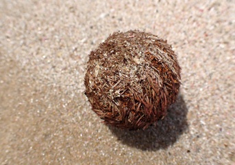 Sea urchin